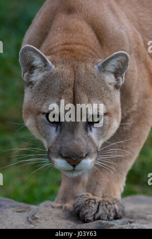 PUMA (Felis Concolor) Männlich 9 oder 10 Jahre alt, auf einem Felsen Stockfoto