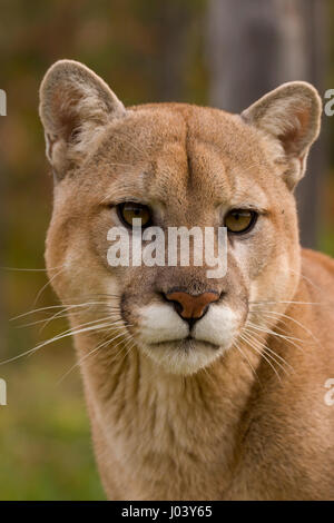 PUMA (Felis Concolor) Männlich 9 oder 10 Jahre alt, portrait Stockfoto