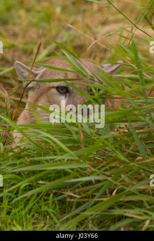 PUMA (Felis Concolor) Männlich 9 oder 10 Jahre alt, versteckt in Rasen Stockfoto