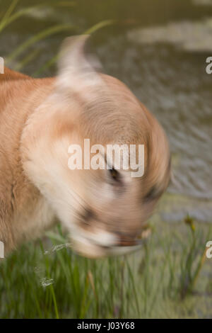 PUMA (Felis Concolor) Männlich 9 oder 10 Jahre alt Wasser abschütteln Stockfoto