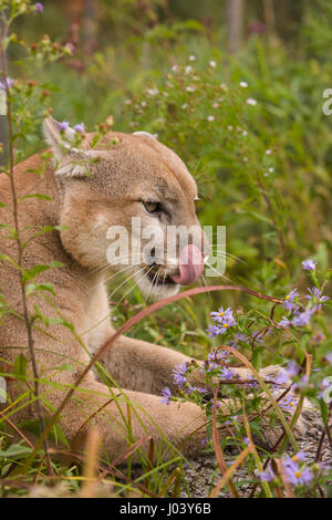 PUMA (Felis Concolor) Männlich 9 oder 10 Jahre alt ruht in Wildblumen Stockfoto