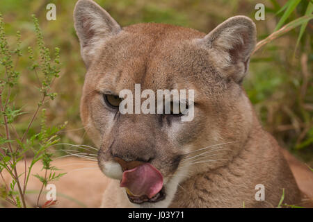 PUMA (Felis Concolor) Männlich 9 oder 10 Jahre alt, portrait Stockfoto