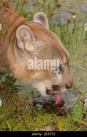 PUMA (Felis Concolor) Männlich 9 oder 10 Jahre alt, Trinkwasser Stockfoto