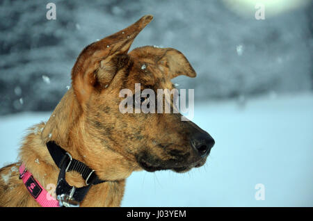 Hund im Schnee Stockfoto