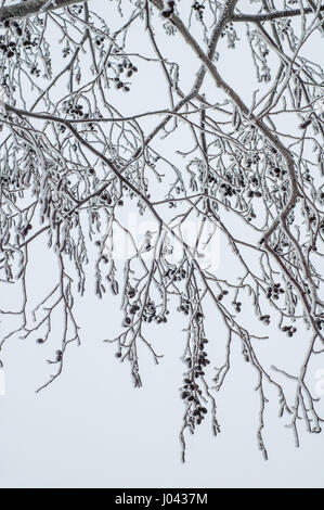 Erle-Filialen mit Frost bedeckt Stockfoto