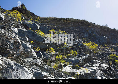 Färberwaid Isatis Tinctoria wächst auf Felsen am Straßenrand Bank Korsika Frankreich Stockfoto