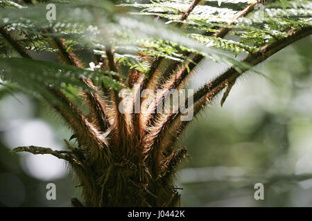 Wheki Dicksonia Squarrosa Neuseeland Stockfoto