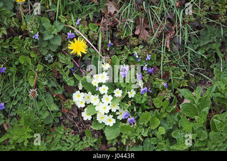 Primel Primula Vulgaris mit gemeinsamen Hund-violett Viola Riviniana und Löwenzahn Taraxacum agg Stockfoto