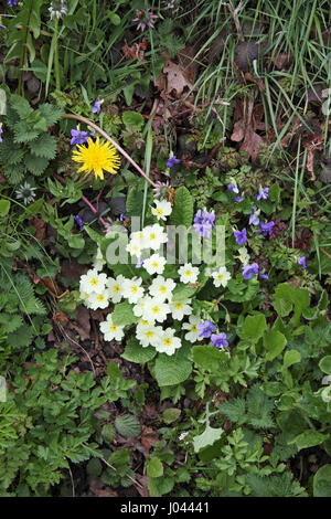 Primel Primula Vulgaris mit gemeinsamen Hund-violett Viola Riviniana und Löwenzahn Taraxacum agg Stockfoto