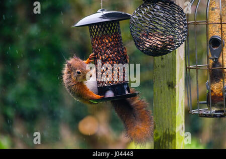 Ein rotes Eichhörnchen (Sciurus vulgaris) Erdnüsse essen in einer Mutter des Schrägförderers hängt ein Vogel Tabelle im heimischen Garten Natur in Rain. Anglesey Wales England Großbritannien Stockfoto