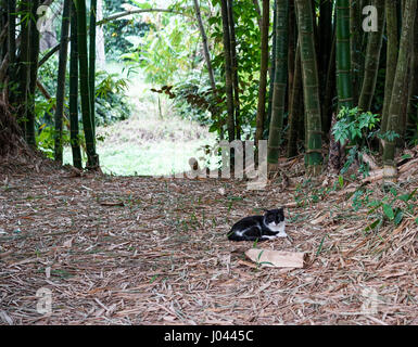 Allee mit Bambus. in der Mitte des Bildes auf den Gartenweg zwischen den Bambus ist eine Katze und ruhen Stockfoto