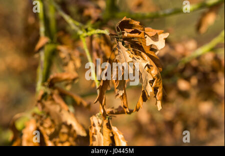 trockenen Herbstlaub zerknitterten glänzend noch hängen am Baum Stockfoto