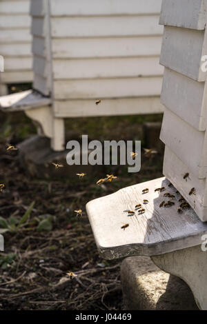 Fliegen von White Hives mit einem lebhaften Verkehr der Bienen Summen und den Bienenstock in ihrer Jagd nach Nahrung, Pollen Stockfoto