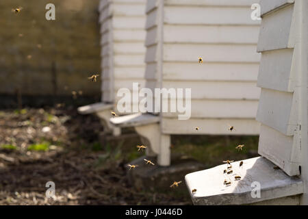 Fliegen von White Hives mit einem lebhaften Verkehr der Bienen Summen und den Bienenstock in ihrer Jagd nach Nahrung, Pollen Stockfoto