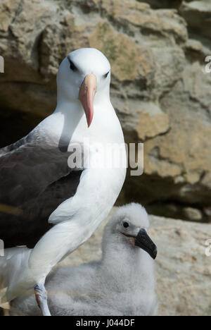 Black-browed Albatross Saunders Island Stockfoto