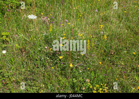 Niere Wicke Anthyllis Vulneraria unter Kreide Downland Blumen Broughton, Hampshire und Isle Of Wight Wildlife Trust Reserve in der Nähe von Broughton Hamp Stockfoto