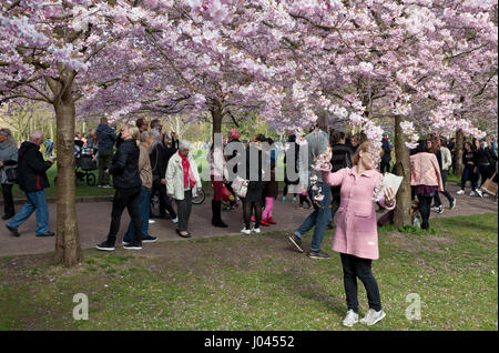 Die Cherry Blossom Avenue am Bispebjerg Friedhof, Kopenhagen, Dänemark, hat einen boom in den letzten Jahren Besucher gesehen. Eine Menge Selfie schießen Besucher. Stockfoto