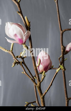 Magnolia Blumen in Glasvase. Magnolia Stellata. Still-Leben. Stockfoto