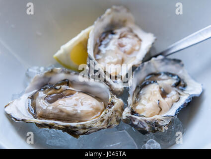 Frische Austern Stockfoto