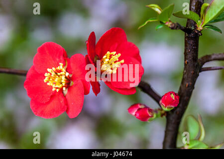 Chaenomeles japonica speciosa Simonii Japanische Quitte Close Up Blume schöne Quittenblüte Chaenomeles Simonii Red Chaenomeles speciosa Bloom on Stockfoto