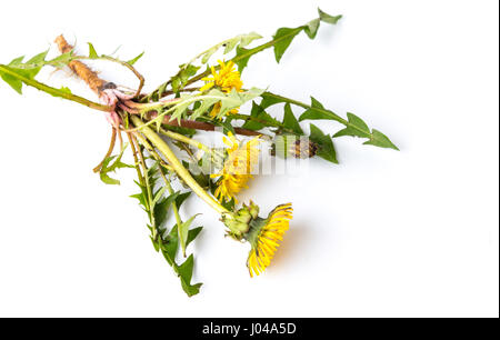 Löwenzahn Blumen mit Wurzeln isoliert Stockfoto