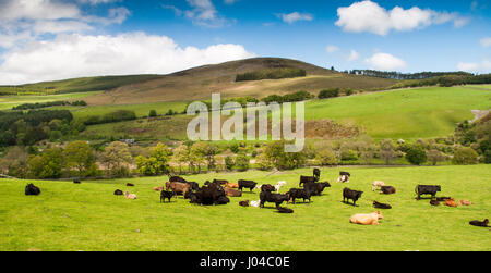 Eine Herde Kühe grasen in einem Feld unter dem Moorfoot Hills im Tal des Flusses Tweed in Schottlands Southern Uplands. Stockfoto