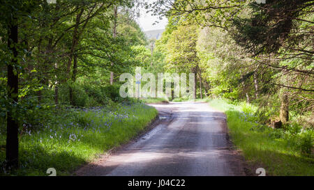 Eine eingleisige Land Fahrspur schlängelt sich durch Wald in Tweedale in den Scottish Borders. Stockfoto