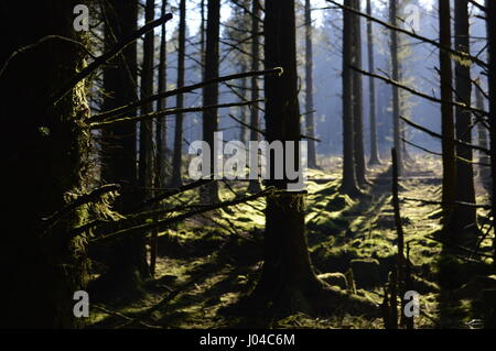 Sonnenlicht durch Fernworthy Wald in Dartmoor, Devon Stockfoto