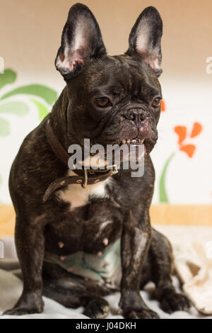 Französische Bulldogge Hund sitzt auf seinem Herd Stockfoto