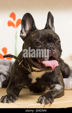 Französische Bulldogge Hund liegt auf seiner Couch mit seiner Zunge heraus glücklich Stockfoto