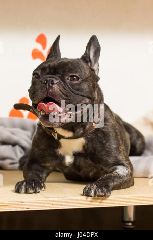 Französische Bulldogge Hund liegt auf seiner Couch mit seiner Zunge heraus glücklich Stockfoto