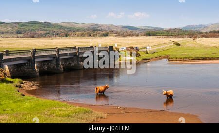 Langhaarige Hochlandrinder abkühlen in einer Flussmündung bei Crinan Salzwiesen in Argyll in Süd-West Highlands von Schottland. Stockfoto