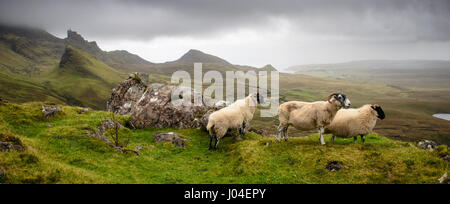 Drei Schafe blicken auf die märchenhafte Landschaft der Quiraing, ein Berg-Erdrutsch auf der Trotternish Halbinsel von Schottland Isle Of Skye. Stockfoto