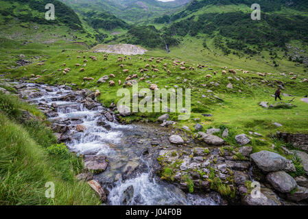 Herde der Schafe auf einer Wiese neben Transfagarasan Straßenkreuzung (DN7C) den südlichen Teil der Karpaten in Rumänien Stockfoto