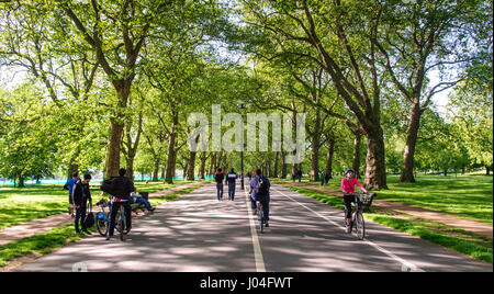 Pendler und Touristen fahren Fahrräder, einschließlich 'Boris Bike' Leihräder unter der Allee von Bäumen auf dem Boardwalk durch Londoner Hyde Park. Stockfoto