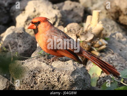 Männlichen Northern oder rote Kardinal (Cardinalis Cardinalis) Stockfoto