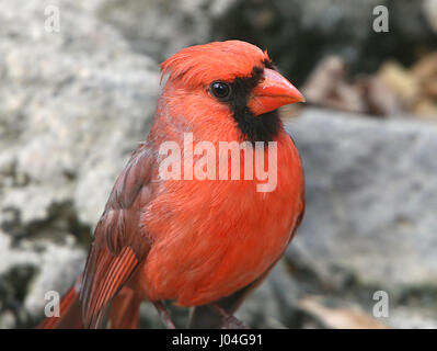 Männlichen Northern oder rote Kardinal (Cardinalis Cardinalis) Stockfoto