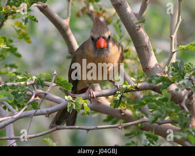 Neugierigen weiblichen nördlichen Kardinal (Cardinalis Cardinalis) in ein t-Stück. Stockfoto