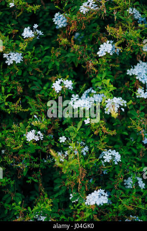 Blühende Sträucher Plumbago in Perast Stockfoto