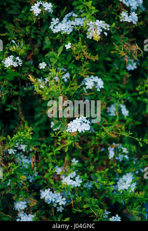 Blühende Sträucher Plumbago in Perast Stockfoto