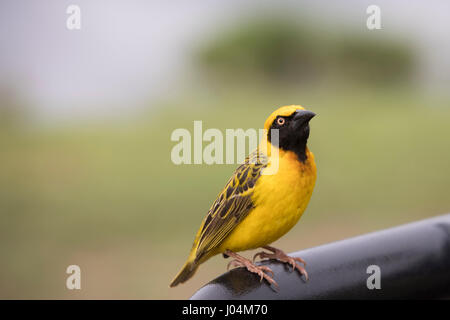 Spekes Weaver auf Stoßstange in Ngorongoro Crater, Tansania, Afrika. Stockfoto