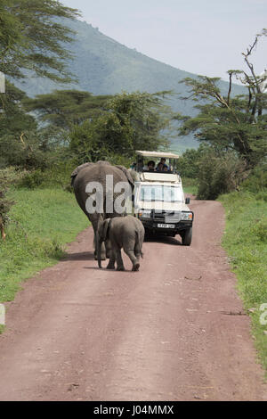 Ngorongoro Conservation Area, Tansania - 9. März 2017: Safari-Fahrzeug Begegnung mit erwachsenen Elefanten und Kalb in Ngorongoro Crater, Tansania, Afrika Stockfoto