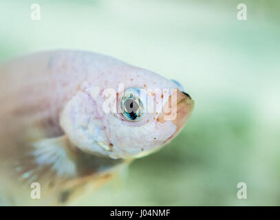 Betta Splendens White Dragon männlichen Fischen Nahaufnahme Stockfoto