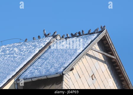 Grauen Tauben sitzen auf verschneiten Dach an einem sonnigen Wintertag Stockfoto