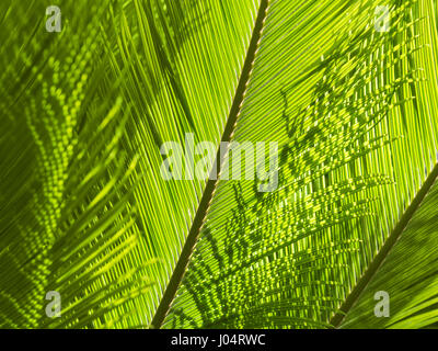 Grünen Natur Hintergrund mit Textur von Palm oder Farn Wedel. Sonnenlicht Hintergrundbeleuchtung Nahaufnahme stock Foto. Stockfoto