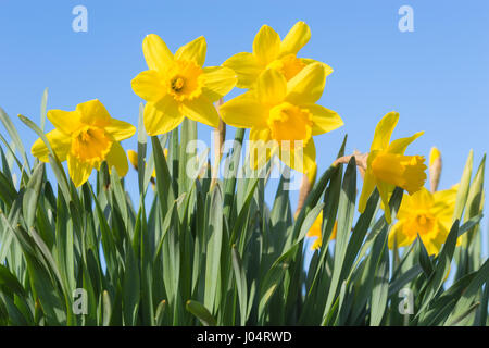 Sonnigen Frühlingstagen Lichtung mit Untersicht der gelben Narzisse Blumen gegen klar blauen Himmel Stockfoto