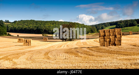 Ein Feld mit Strohballen in der Nähe von Milton Abbas in der hügeligen Landschaft von England Dorset Downs. Stockfoto