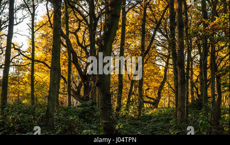 Wald Bäume anzeigen Herbstfarben auf Wimbledon Common in Süd-west London Stockfoto