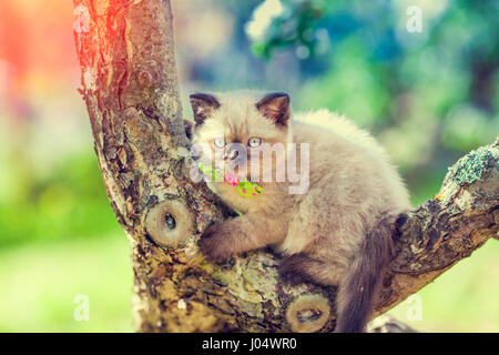 Kätzchen schleicht auf den Baum im Sommer Stockfoto