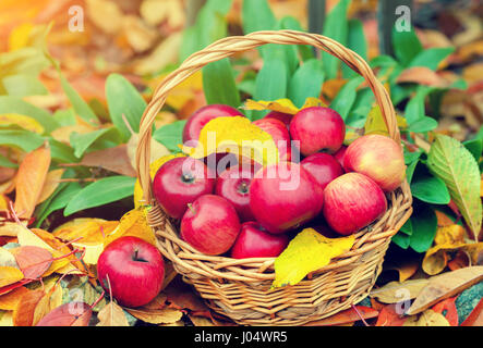 Korb mit roten Äpfeln auf den abgefallenen Blättern im Garten im Herbst Stockfoto